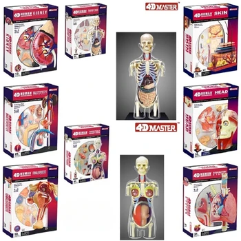 4d Човешкото Тяло, Тялото, Половата система, Бъбреците, Главата, Нерви, Анатомическая модел на Кожата, Медицински Доставчик, Образователна играчка за сглобяване на пъзела